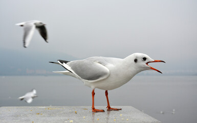 One white larus ridibundus open its mouth and yell at other larus standing on the platform in cloudy day
