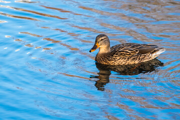 A Female Duck Silently Swimming along the Lake in Winter