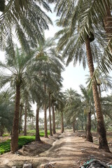 Obraz premium Date palm , tree of the palm family cultivated for its sweet edible fruits. The date palm has been prized from remotest antiquity.