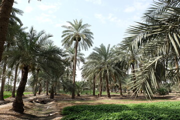 Obraz na płótnie Canvas Date palm , tree of the palm family cultivated for its sweet edible fruits. The date palm has been prized from remotest antiquity.