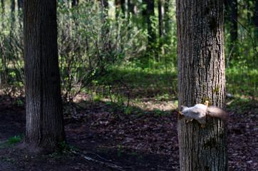 squirrel in the summer park