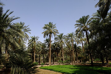 Naklejka na ściany i meble Date palm , tree of the palm family cultivated for its sweet edible fruits. The date palm has been prized from remotest antiquity.