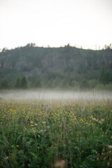 misty morning in the field