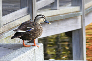 Spot billed duck is standing on the granite step in relaxed mood.