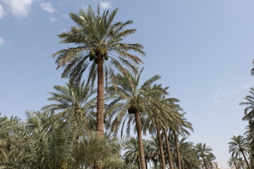 Fototapeta na wymiar Date palm , tree of the palm family cultivated for its sweet edible fruits. The date palm has been prized from remotest antiquity.