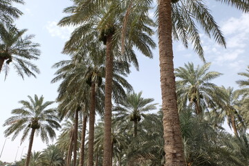 Obraz premium Date palm , tree of the palm family cultivated for its sweet edible fruits. The date palm has been prized from remotest antiquity.