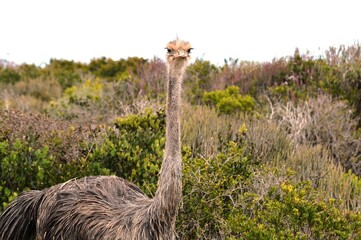 ostrich in the wild