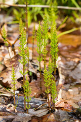 Marsh horsetails in springtime at West Hartford Reservoir in Connecticut.