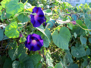purple morning glory flower 