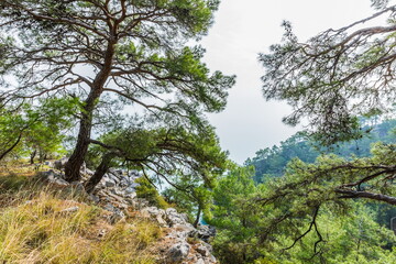 Trees  on the Antalya Mediterranean coast near  Beldibi, Turkey