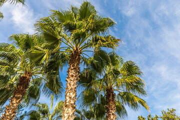 tall palm trees   near  Beldibi, Turkey