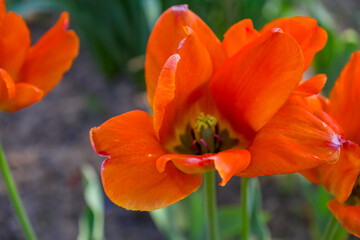 Fototapeta premium Red poppy flower in a field with beautiful flowers in spring in the sun.