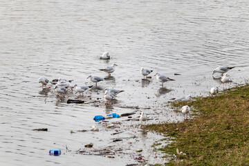 Seagulls search for food among garbage along the river bank in a flooded zone