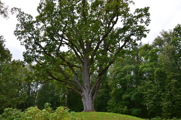 Fototapeta na wymiar A huge oak tree on an artificial hill