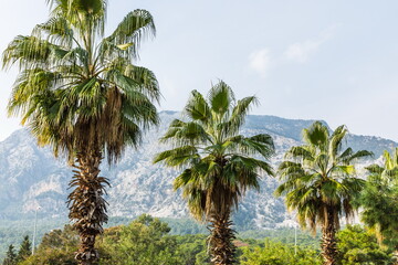 tall palm trees   near  Beldibi, Turkey