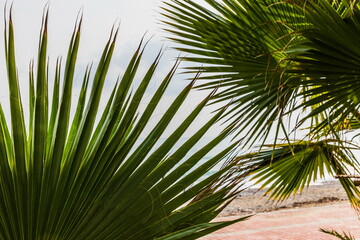 Obraz na płótnie Canvas tall palm trees near Beldibi, Turkey