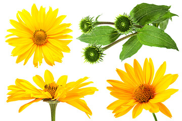 Yellow daisy head collection