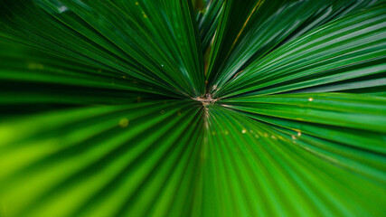 Obraz premium leaf, palm, green, nature, tree