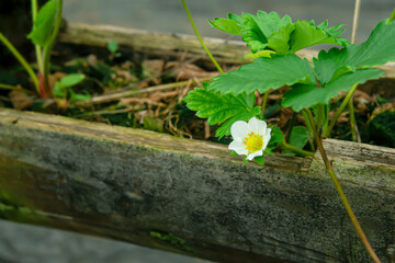 Strawberry that is producing new products.