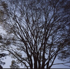 自然界の毛細血管