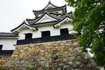 Hikone Castle with Blue Sky in Hikone City of Shiga Prefecture, Japan - 日本 滋賀県 彦根城 青空	