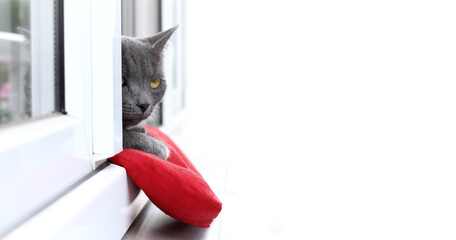 gray cat resting on a red pillow looking out of the window. cozy home pastime