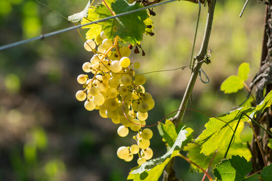 White grapes, hanging from the plant during sunset, Prosseco wine area, refrontolo, Veneto region, Italy
