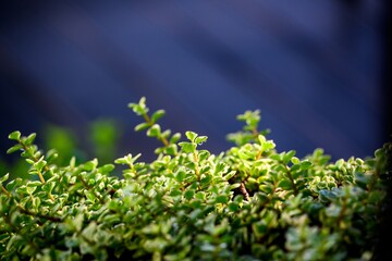 Elephant Bush or African Purslane-tree, Miniature jade plant, dripping stems and leaves. From side view with morning light, side view with blue background, use as background.