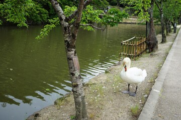 White Swan along with the Hikone Castle Moat in Okayama prefecture, Japan - 日本 滋賀県 彦根城 お堀の白鳥