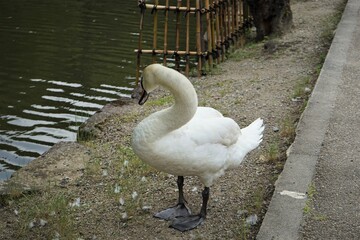 Glooming White Swan along with the Hikone Castle Moat in Okayama prefecture, Japan - 日本...