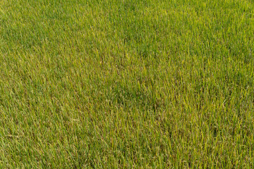 Rice fields before the rice comes out