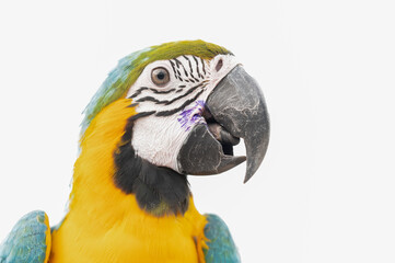 A macaw parrot on white background