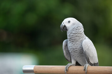 African Gray Bird On Natural Backdrop