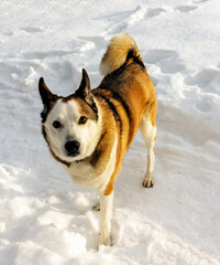 In winter, the dog walks through the snow