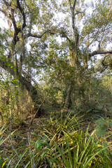 Fototapeta na wymiar Abundancia de plantas de verano cubiertas de heno en área de manglares durante el día
