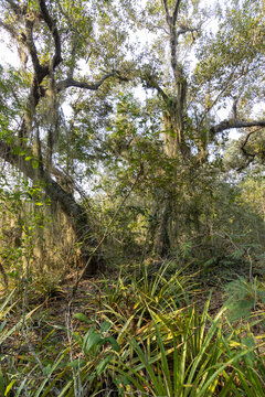 Abundancia de plantas de verano cubiertas de heno en área de manglares durante el día © Elehi