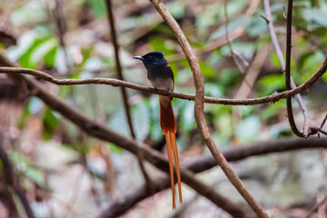 Asian Paradise Flycatcher Male perched on a branch