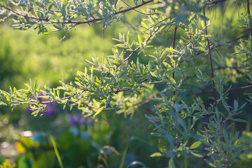 Beautiful natural background with twigs of elaegnus cummutata or siverberry branches against the...