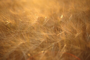 Golden ripe wheat field, sunny day, soft focus, agricultural landscape,