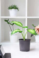 Planting a home plant according to the instructions from the Internet. Study of domestic plants and their care.