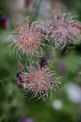 close up of a faded European pasqueflower