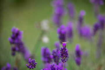 lavender blooming in the garden with a bee selecting pollen