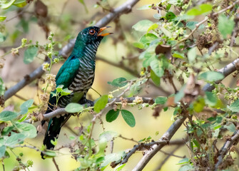 Male Asian emerald cuckoo perching on the branch , Thailand