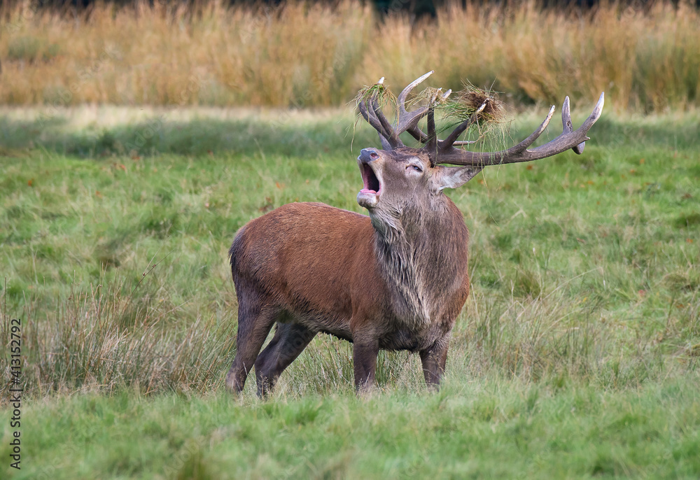 Poster Close up of a red deer stag at a rut. He is bellowing and has grass on his antlers as he stands alone in a field