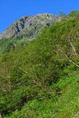 草スベリから見た北岳