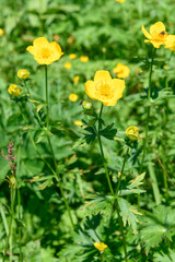 シナノキンバイ