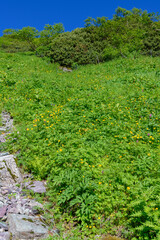 Fototapeta na wymiar 北岳の高山植物のお花畑