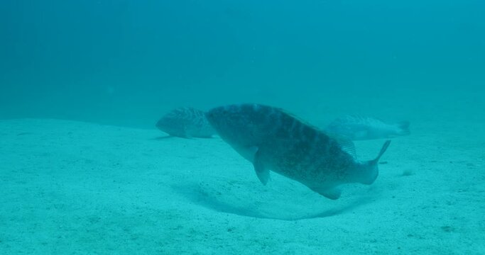 Groupers, reefs of the Sea of Cortez, Pacific ocean. Cabo Pulmo National Park, Baja California Sur, Mexico.