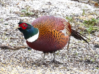 pheasant in the wild