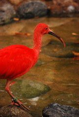 Ein roter Sichler ist auf Futtersuche